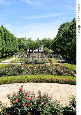 都立秋留台公園　バラ園 115064502