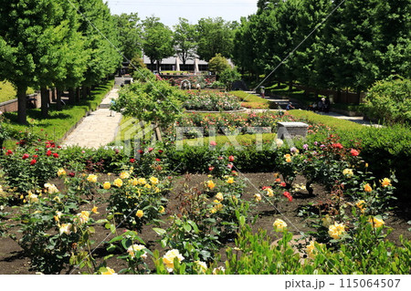 都立秋留台公園　バラ園 115064507