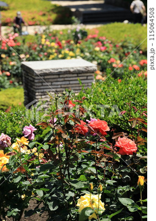 都立秋留台公園　バラ園 115064508