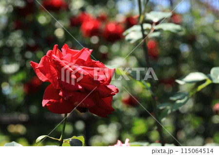都立秋留台公園　バラ園 115064514