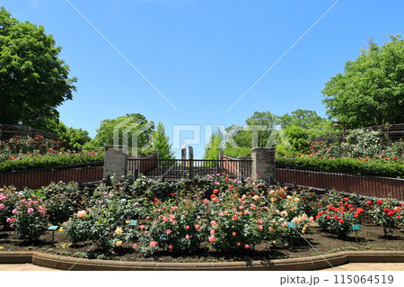 都立秋留台公園　バラ園 115064519