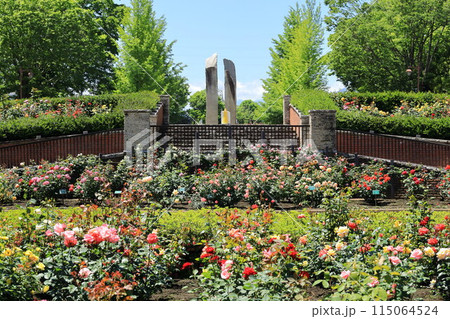 都立秋留台公園　バラ園 115064524