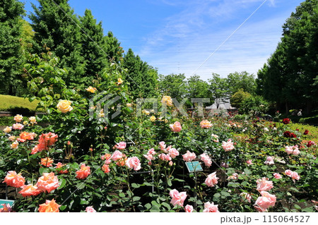 都立秋留台公園　バラ園 115064527