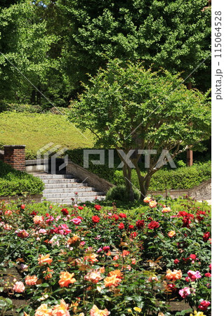 都立秋留台公園　バラ園 115064528