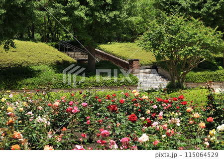 都立秋留台公園　バラ園 115064529