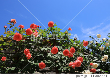 都立秋留台公園　バラ園 115064531