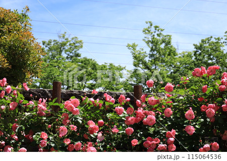 都立秋留台公園　バラ園 115064536