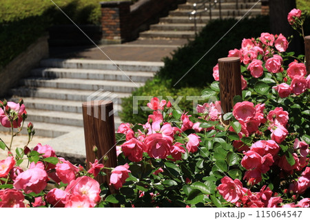 都立秋留台公園　バラ園 115064547