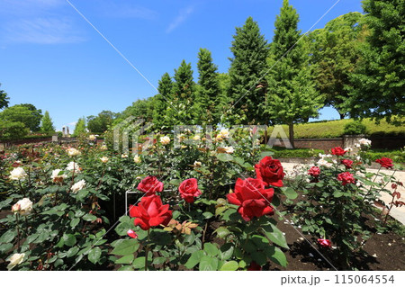 都立秋留台公園 バラ園 都立秋留台公園 バラ園 115064554