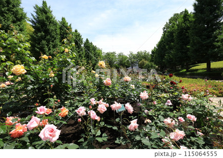 都立秋留台公園　バラ園 115064555