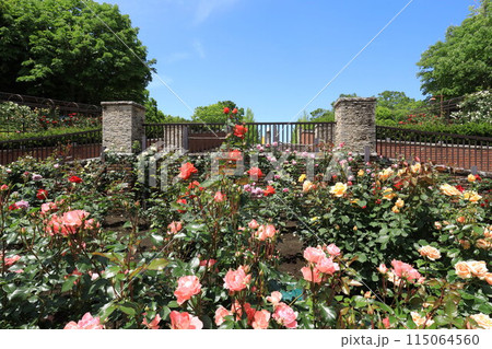 都立秋留台公園　バラ園 115064560