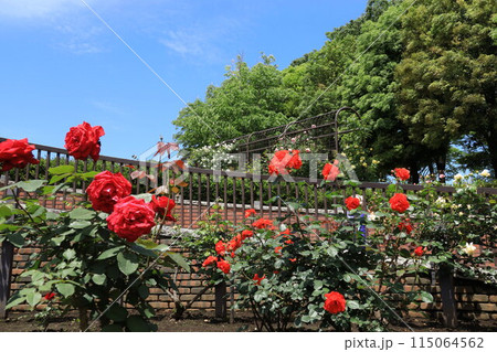 都立秋留台公園 バラ園 都立秋留台公園 バラ園 115064562