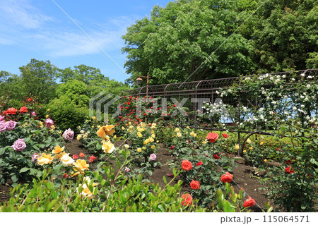 都立秋留台公園　バラ園 115064571