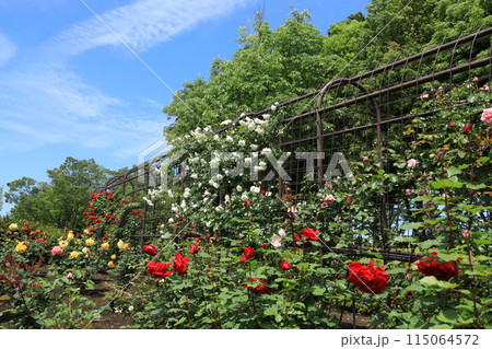 都立秋留台公園　バラ園 115064572