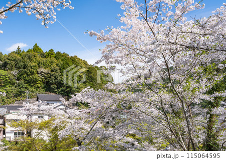 奥山公園の満開の桜のある風景(静岡県) 115064595