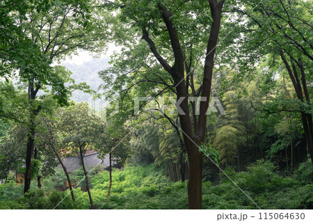 Yongfu Temple green forest in Hangzhou, China Yongfu Temple green forest in Hangzhou, China 115064630