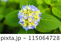 パステルカラーの水色の紫陽花 115064728