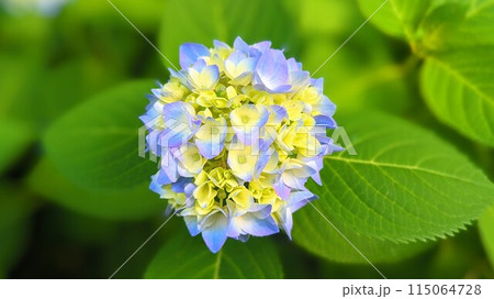 パステルカラーの水色の紫陽花 115064728