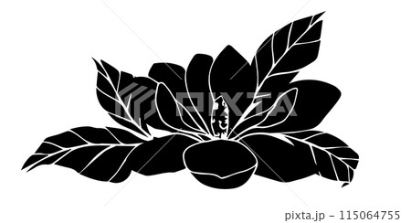 Hand drawn vector magnolia flower, black silhouette illustration. isolated floral element. flower bud of different shapes. Illustration for prints, templates, greeting cards, invitations. Hand drawn vector magnolia flower, black silhouette illustration. isolated floral element. flower bud of different shapes. Illustration for prints, templates, greeting cards, invitations. 115064755