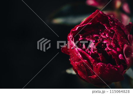 Red peony with rain drops on dark background. Wet maroon peony with water drops, close up. Blooming flower with dew Red peony with rain drops on dark background. Wet maroon peony with water drops, close up. Blooming flower with dew 115064828