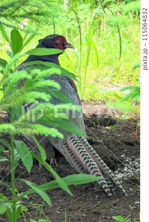 キジの後ろ姿 115064832