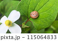 カタツムリ 115064833