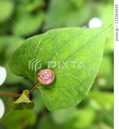 かたつむりと光 115064834