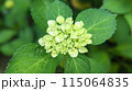 白い紫陽花 115064835