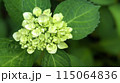 白い紫陽花 115064836