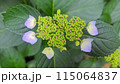 薄ピンクのガク紫陽花 115064837