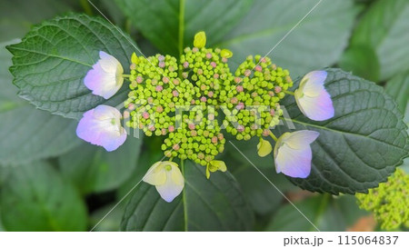 薄ピンクのガク紫陽花 115064837