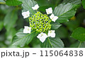 白いガク紫陽花 115064838