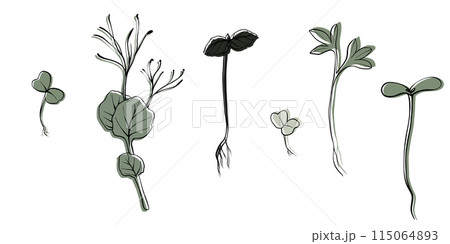 hand drawn microgreens vector illustration. Contour sprouts of watercress, spinach, mustard cress and peas, radish, onion, sunflower, basil plant. Set for menu, logo, microelements, healthy lifestyle 115064893