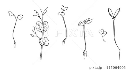 hand drawn microgreens vector illustration. Contour sprouts of watercress, spinach, mustard cress and peas, radish, onion, sunflower, basil plant. Set for menu, logo, microelements, healthy lifestyle 115064903