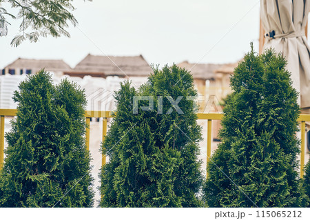 Three evergreen coniferous Thuja trees stand in a row like a living fence, a partition. Trees in daylight with space to copy. High quality photo Three evergreen coniferous Thuja trees stand in a row like a living fence, a partition. Trees in daylight with space to copy. High quality photo 115065212