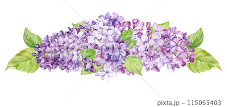 Watercolor illustration of lilac. Composition of purple syringa with leaves, flowers and buds. Fragrant spring flower on a transparent background for a wedding invitation, greeting card. 115065403