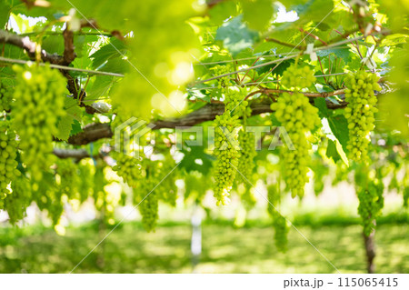 ぶどう畑,栽培途中の葡萄 115065415