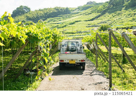 ぶどう畑で働く軽トラック 115065421