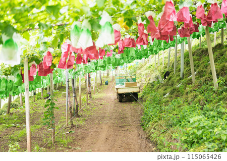 ぶどう棚に停まった車 115065426