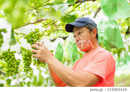 ぶどう畑,摘粒作業をする農家の男性 115065429