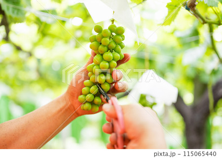 ぶどう畑,摘粒作業をする農家の男性 115065440