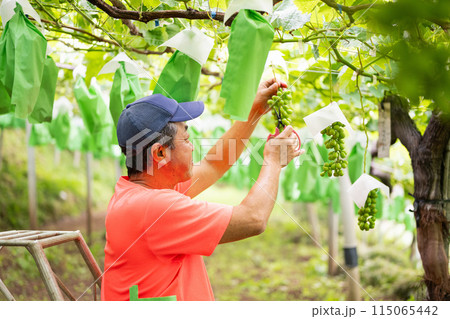 ぶどう畑,摘粒作業をする農家の男性 115065442
