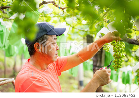 ぶどう畑,摘粒作業をする農家の男性 115065452