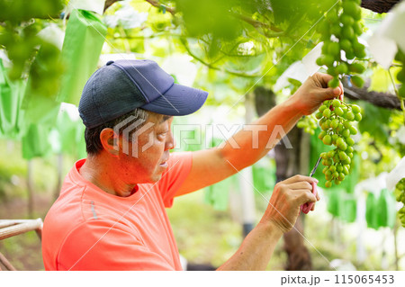 ぶどう畑,摘粒作業をする農家の男性 ぶどう畑,摘粒作業をする農家の男性 115065453