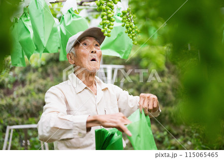 ぶどう畑,ぶどうの袋がけをする農家のおじいさん ぶどう畑,ぶどうの袋がけをする農家のおじいさん 115065465