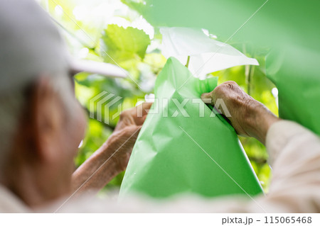ぶどう畑,ぶどうの袋がけをする農家のおじいさん ぶどう畑,ぶどうの袋がけをする農家のおじいさん 115065468