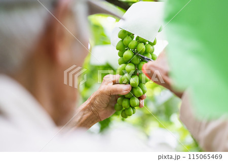 ぶどう畑,摘粒作業をする農家の男性 ぶどう畑,摘粒作業をする農家の男性 115065469