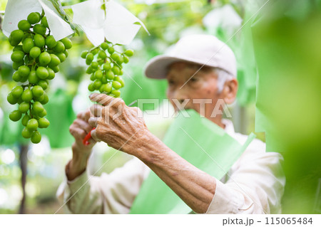 ぶどう畑,摘粒作業をする農家の男性 115065484