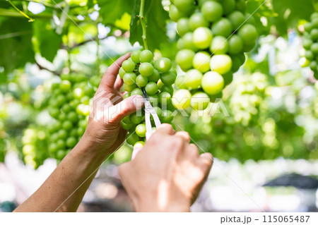 ぶどう畑,摘粒作業をする農家の男性 ぶどう畑,摘粒作業をする農家の男性 115065487