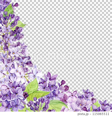 Corner composition of lilac flowers. Violet flowers on a transparent background. Watercolor illustration for the design of cosmetics, perfumes, greeting cards for Mother's Day, spring weddings. 115065511